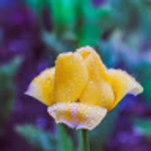 Meet your Posher, Alyssa